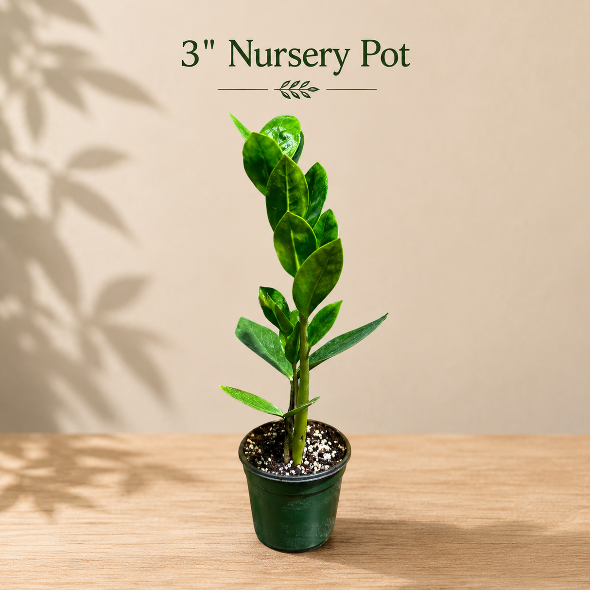 Green Zz Plant - Zamioculcas Zamiifolia Plant in a Pot - Rare Indoor Good Luck Houseplant - Easy Care Gift Plant - Indoor Potted Plant