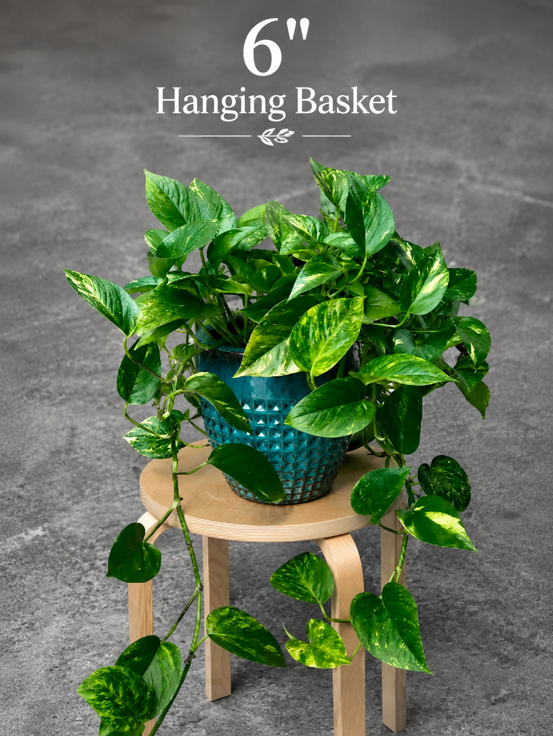 Golden Pothos Live Plant - Epipremnum Aureum - Low Light Indoor Plant - Desk  Shelf Hanging Basket Plant - Air Purifier Plant