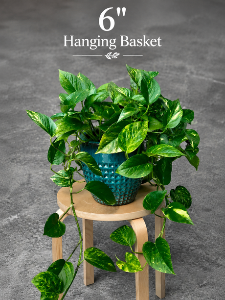 Golden Pothos Live Plant - Epipremnum Aureum - Low Light Indoor Plant - Desk  Shelf Hanging Basket Plant - Air Purifier Plant