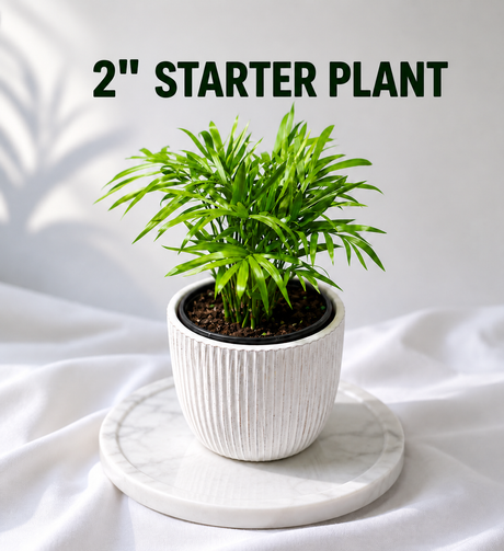 Parlour Palm Indoor Plant - Easy Care Low Light House plant - Air Purifier Plant in Pot - Parlour Palm- EXACT plant as pictures