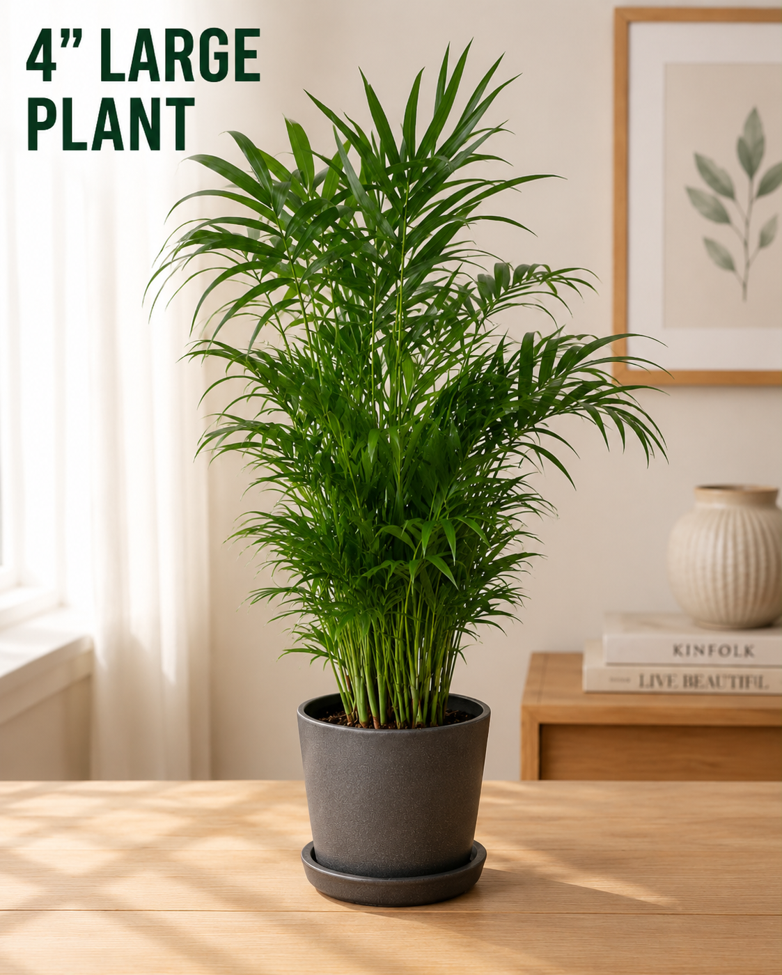 Parlour Palm Indoor Plant - Easy Care Low Light House plant - Air Purifier Plant in Pot - Parlour Palm- EXACT plant as pictures