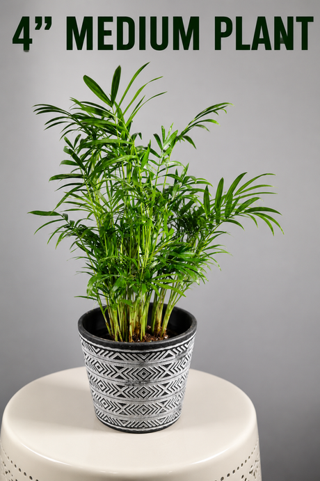 Parlour Palm Indoor Plant - Easy Care Low Light House plant - Air Purifier Plant in Pot - Parlour Palm- EXACT plant as pictures