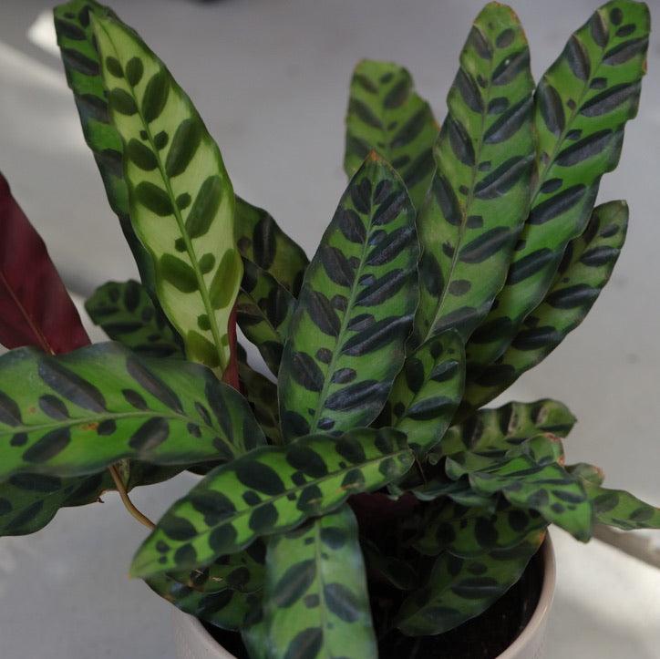 Calathea Lancifolia