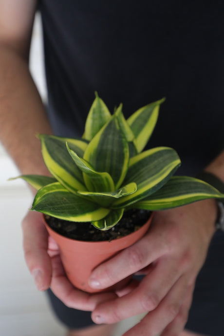 Rare Sansevieria Golden Hanhii in 3” pot