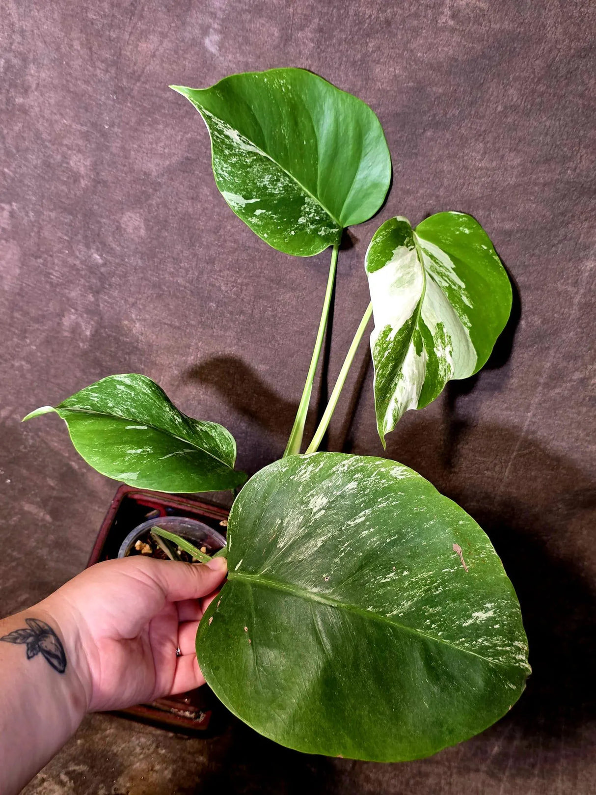 Variegated Monstera Albo - Rare White Monstera Borsigiana (6-5-23)
