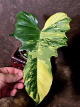 Variegated Philodendron Florida Beauty x Mayoi - (June-5-71)