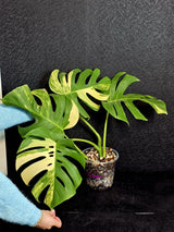 Monstera Aurea Variegated Borsigiana Live plant - Monstera Marmota Large Form - EXACT Same Plant - US Seller