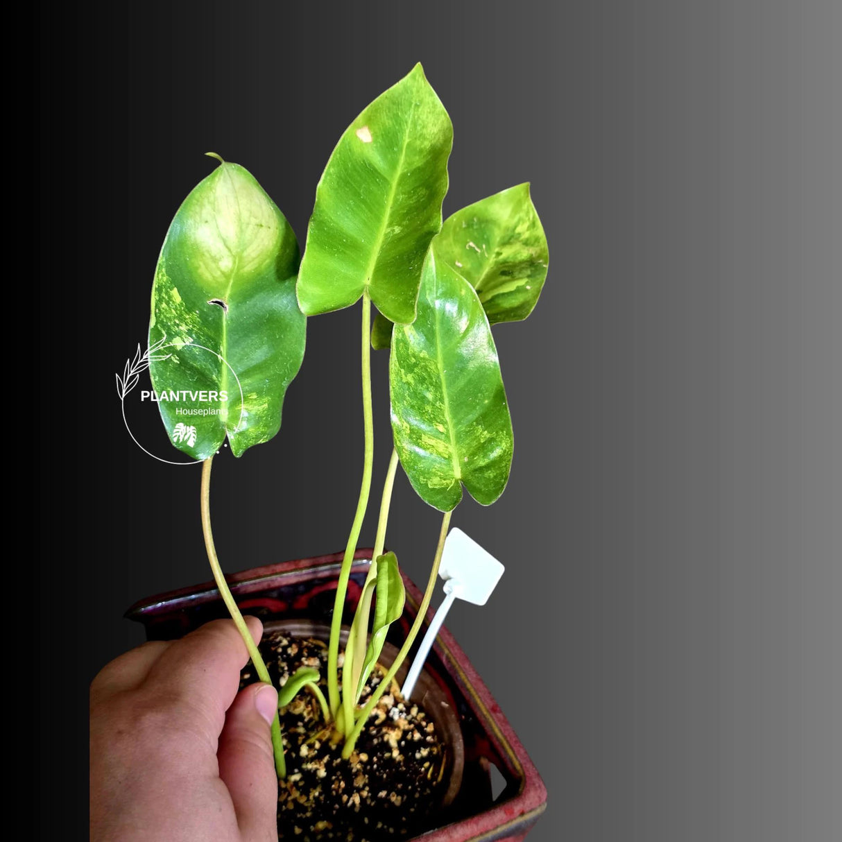 Variegated Burle Marx Philodendron - EXACT Plant - (6-5-25)