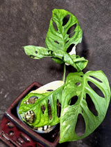 Variegated Monstera Adansonii Albo - Rare Exact Plant - (June-21-60)