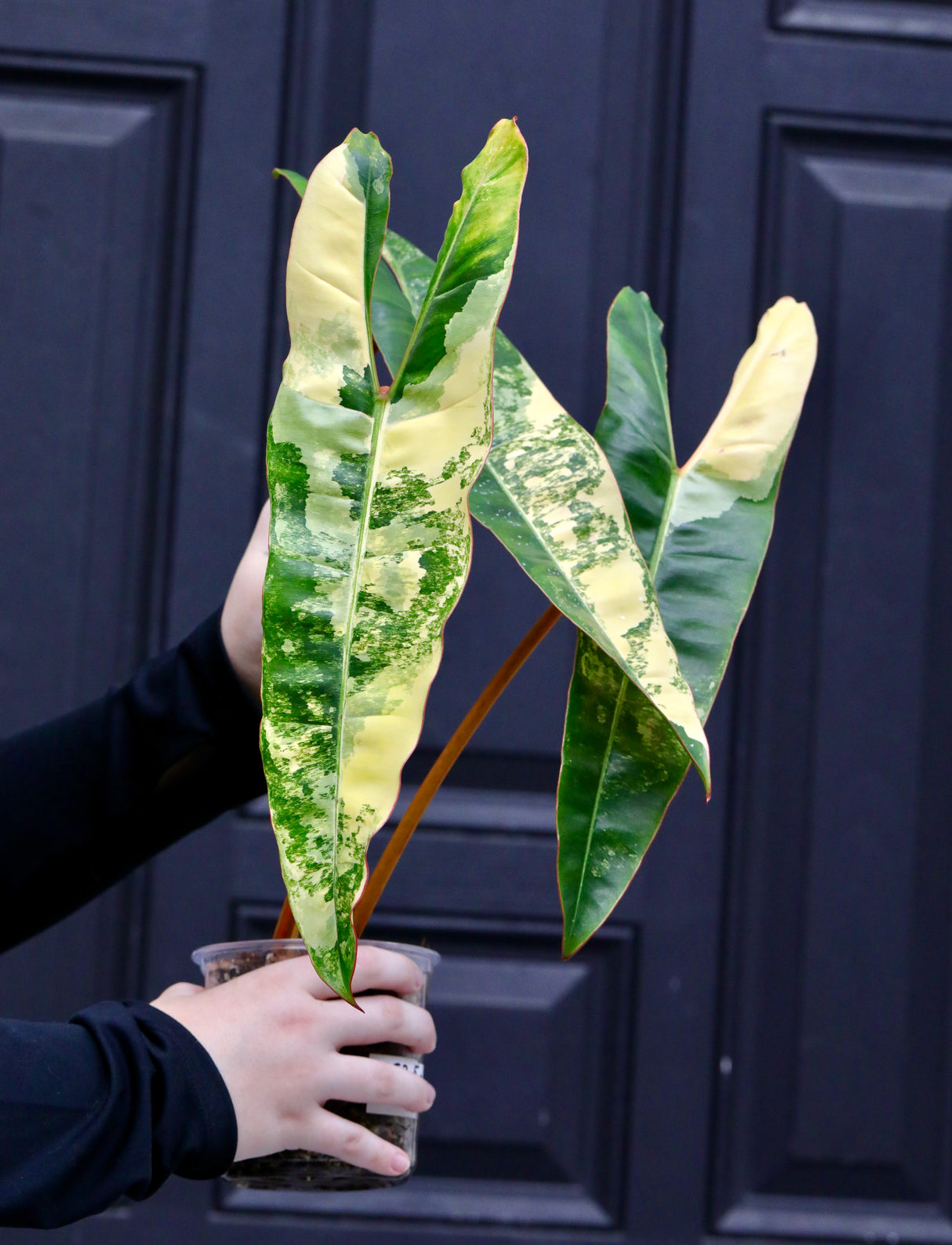 Billietiae Variegated Philodendron