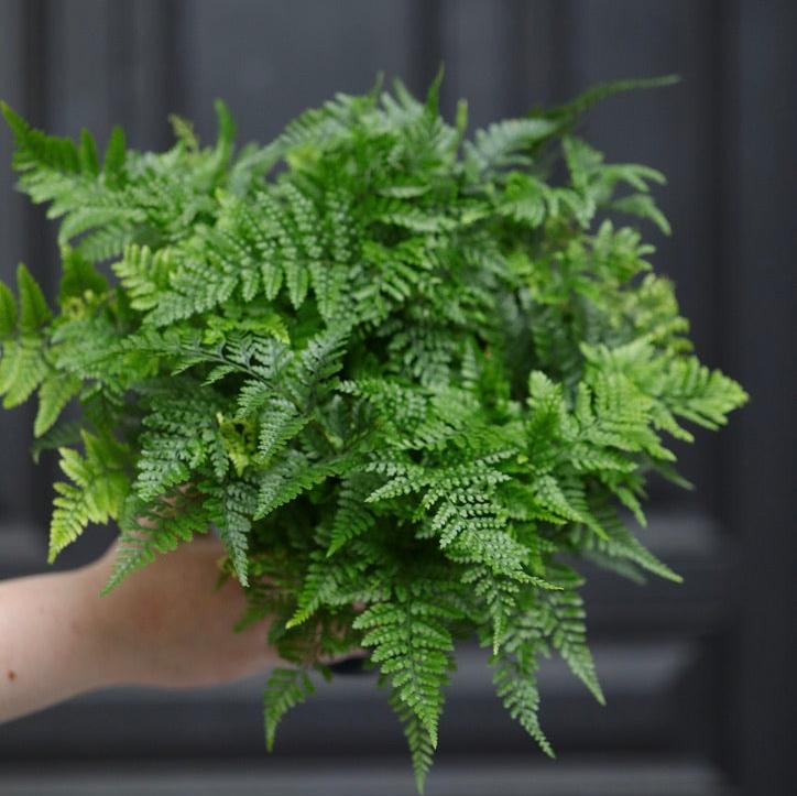 Davallia fejeensis 'Major' Fern in a 5" Nursery Pot - Live Fern Plant - Low light Air Purifying Plants