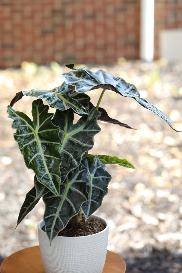 Alocasia Polly Plant in a 6" in Decorative Pot