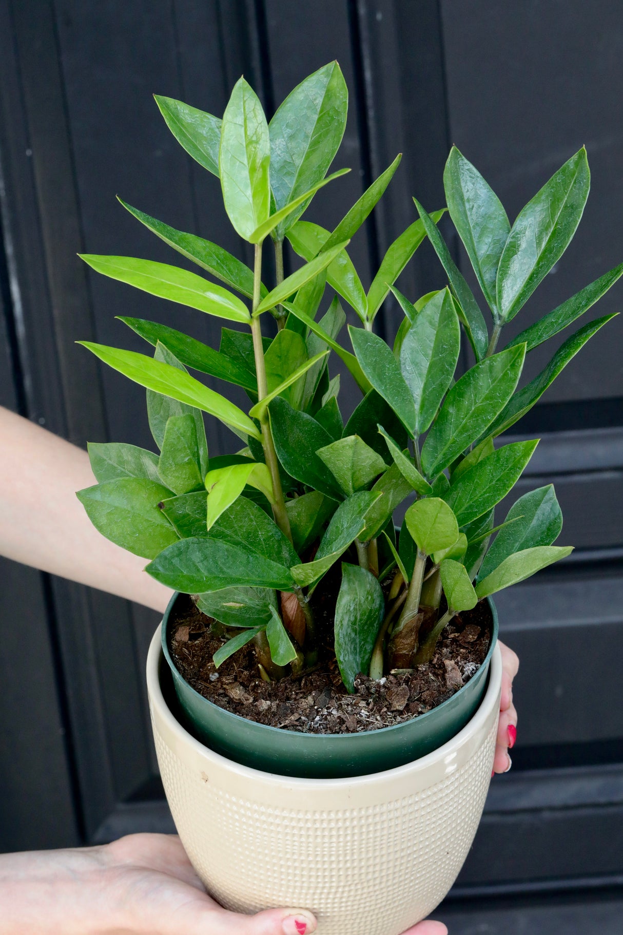 Green Zz Plant - Zamioculcas Zamiifolia Single Plant in a Pot