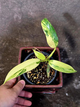 Philodendron Domesticum Variegated Plant - Live Tropical House plant - (June-9-03)