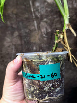 Variegated Monstera Adansonii Albo - Rare Exact Plant - (June-21-60)
