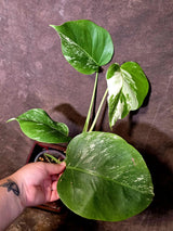 Variegated Monstera Albo - Rare White Monstera Borsigiana (6-5-23)