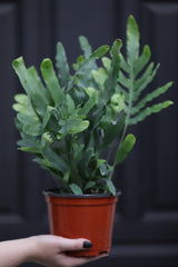 Phlebodium Aureum in 5" Nursery Pot - Rabbit's Foot Live Fern Plant - Low light Air Purifying Plants - Office Plant - Easy Indoor Plants