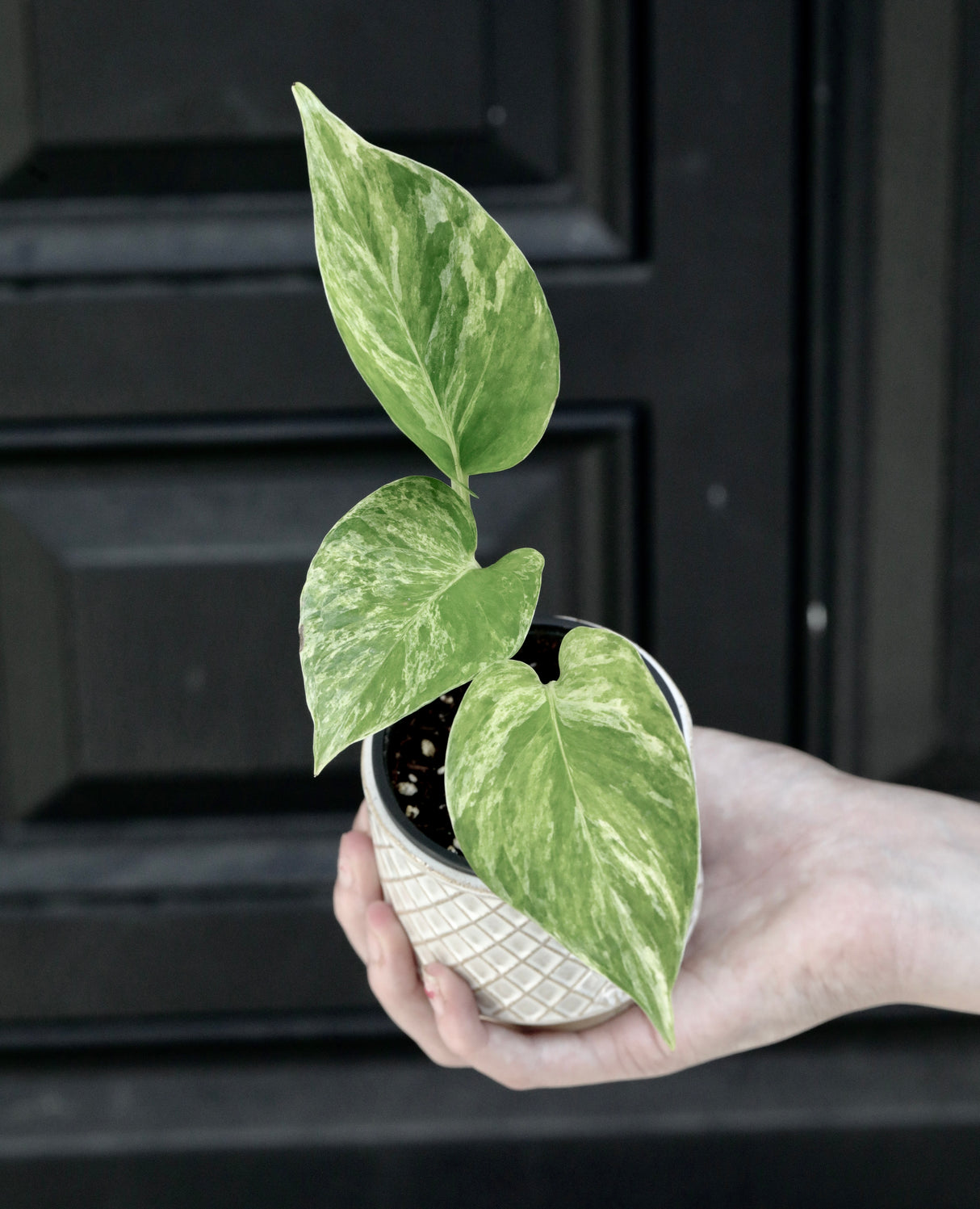 Marble Queen Pothos in a 2" Nursery Pot