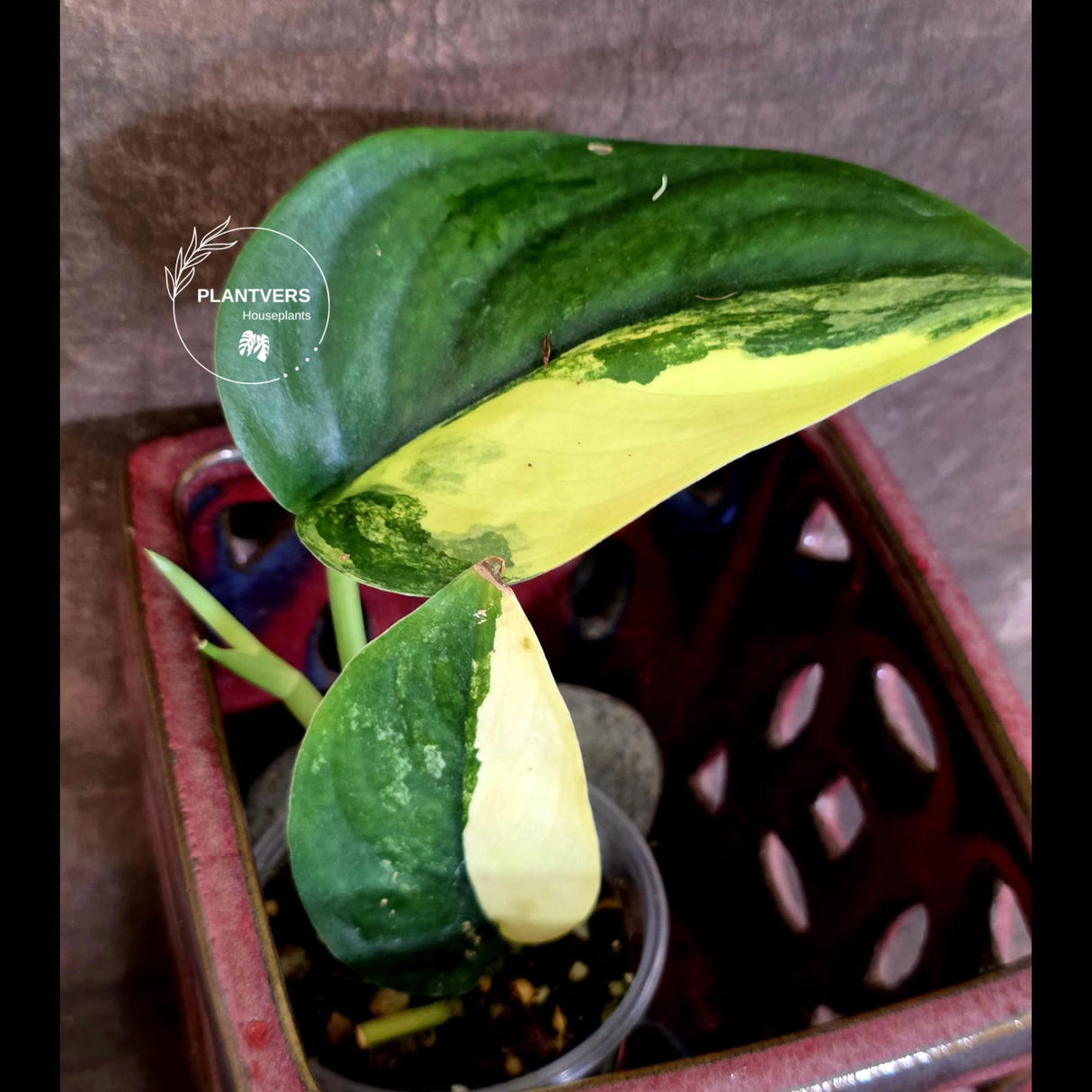 Scindapsus Jade Satin Variegated - Rare Tropical Plant - EXACT Plant - (June-09-32)