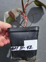 Variegated Philodendron Red Anderson - Exact Same Plant - (May-21-42)