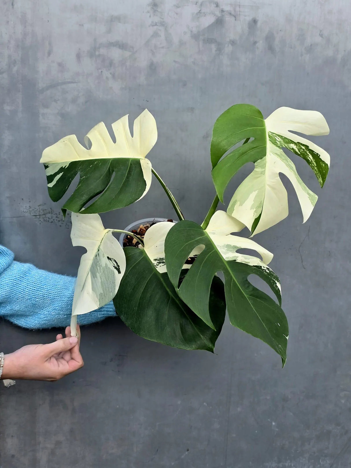 Rare Variegated Monstera Albo Half-Moon Leaf Plant - White Albo Borsigiana Plant - EXACT Plant - US Seller