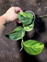 Scindapsus Jade Satin Variegated - Yellow Variegation - (June-21-61)