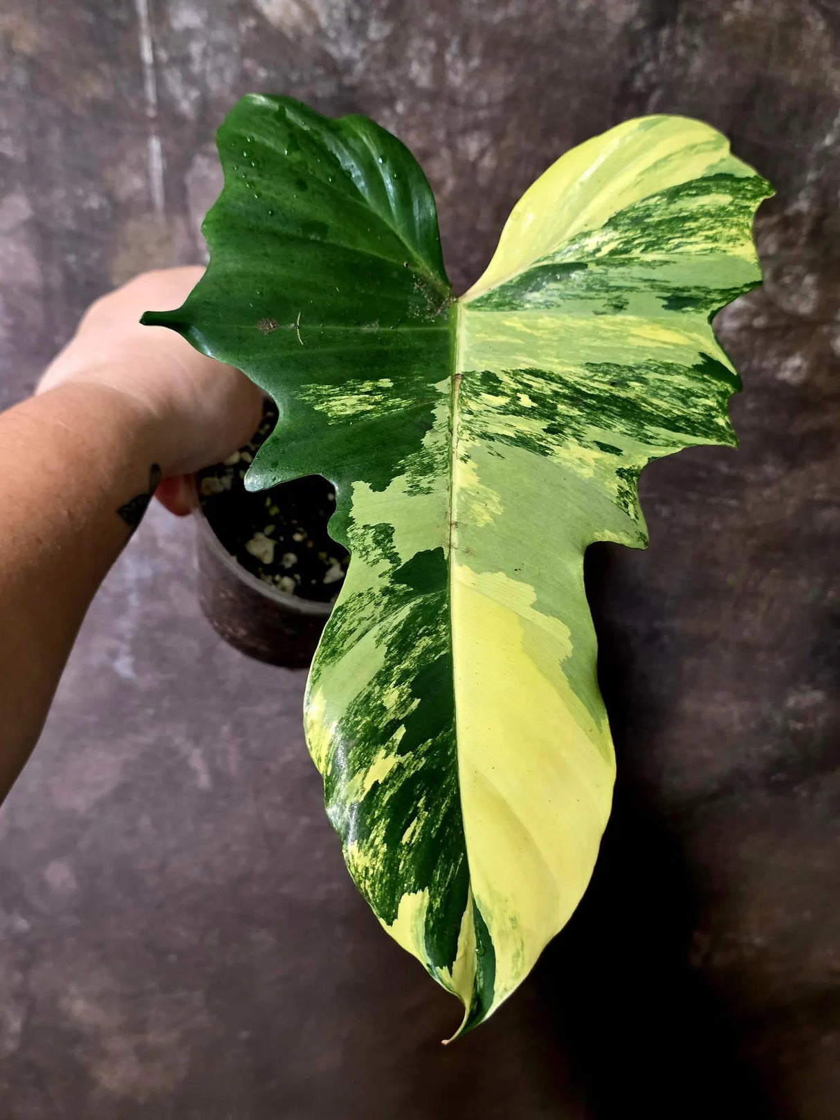 Variegated Philodendron Florida Beauty x Mayoi - (June-5-71)
