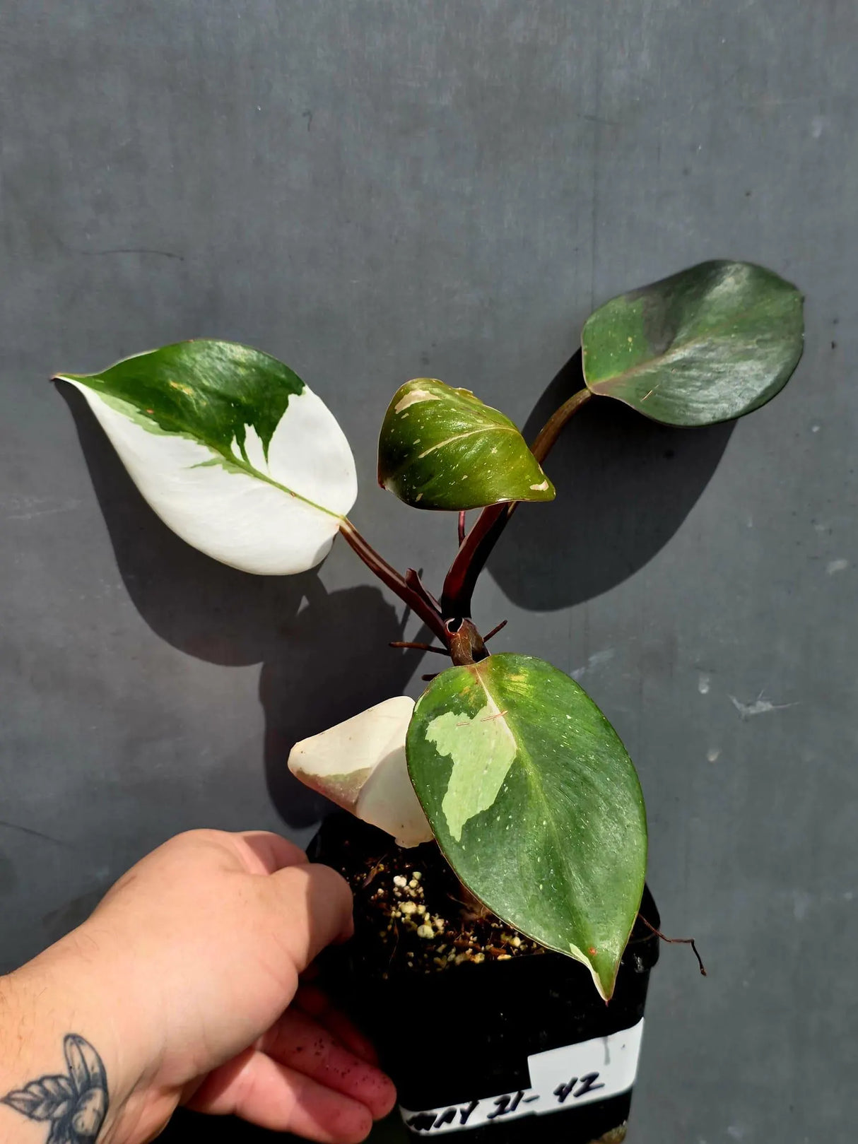 Variegated Philodendron Red Anderson - Exact Same Plant - (May-21-42)