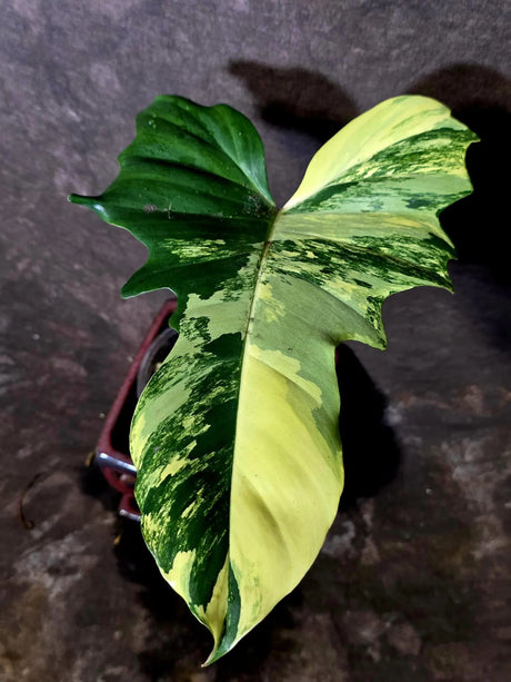 Variegated Philodendron Florida Beauty x Mayoi - (June-5-71)