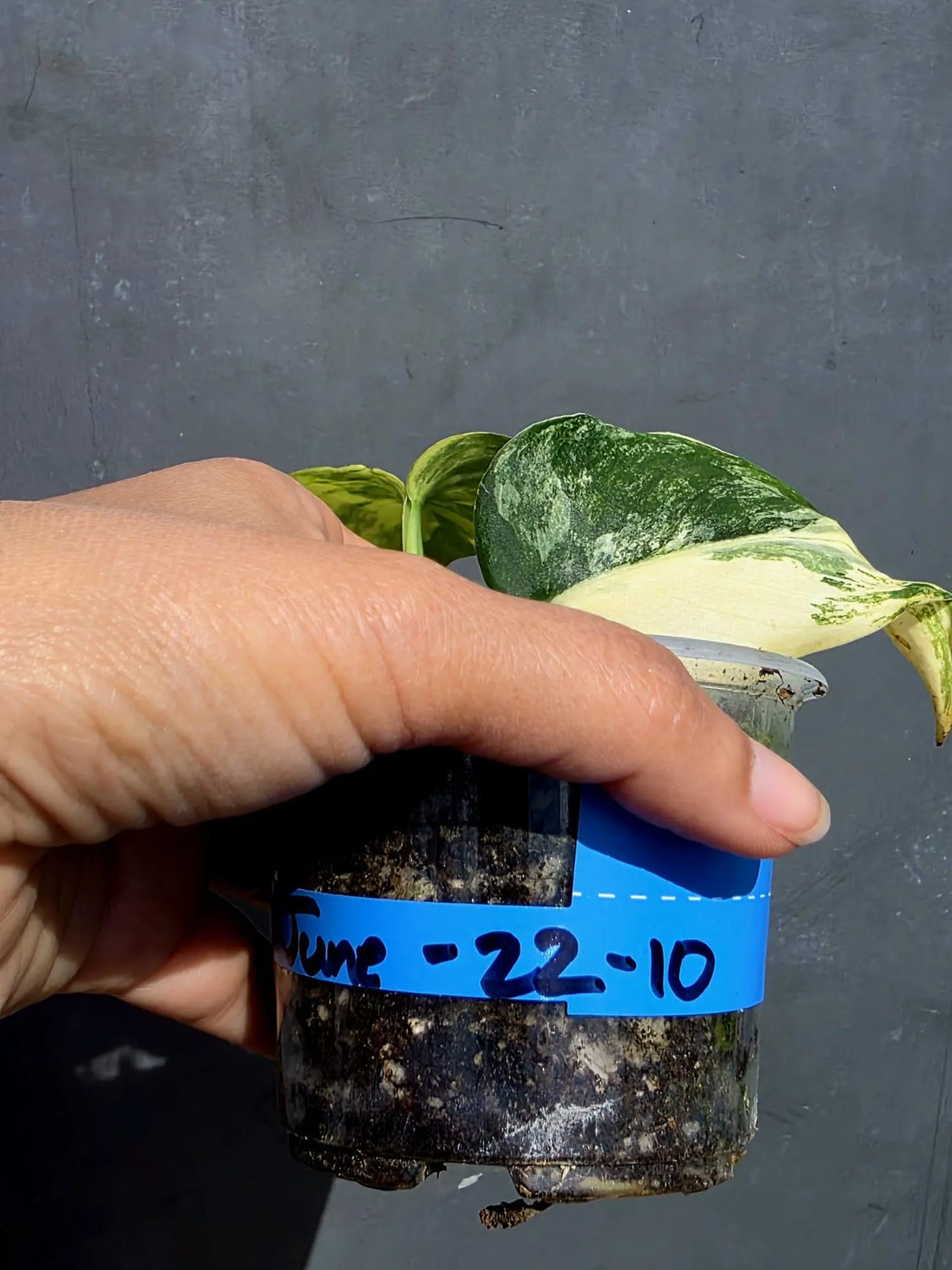 Scindapsus Jade Satin Variegated - Yellow Variegation - (June-22-10)