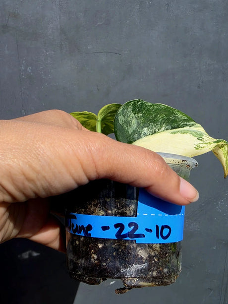 Scindapsus Jade Satin Variegated - Yellow Variegation - (June-22-10)