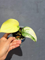 Scindapsus Jade Satin Variegated - Yellow Variegation - (June-22-13)