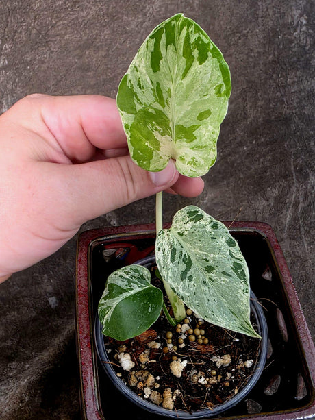 Super Rare Monstera Bulbasaur Variegated Live Plant - Exotic Collector Mint - (July-10-10)