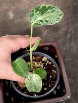 Super Rare Monstera Bulbasaur Variegated Live Plant - Exotic Collector Mint - (July-10-11)