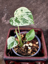 Super Rare Monstera Bulbasaur Variegated Live Plant - Exotic Collector Mint - (July-10-09)