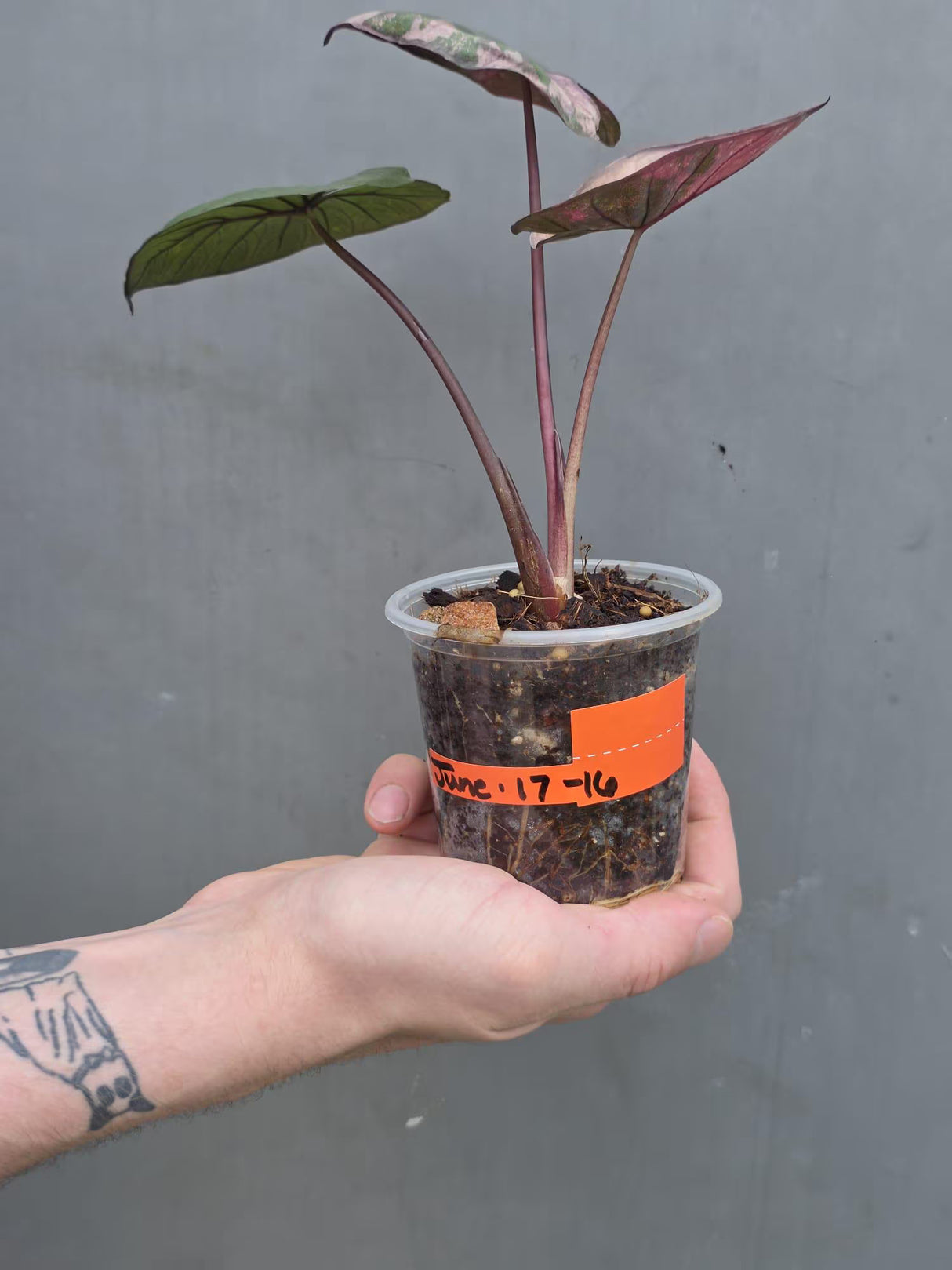 Alocasia Serendipity Pink Variegated - Super Rare Pink Variegated Alocasia (June-17-16)
