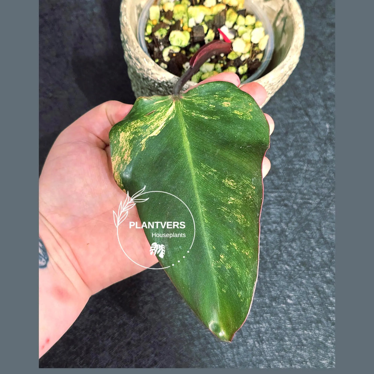 Variegated Philodendron Strawberry Shake - Rare Collector Plant - Exact Plant - US Seller