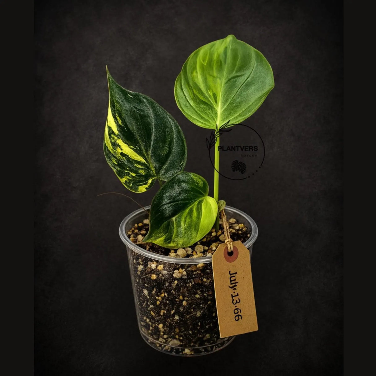 Variegated Philodendron Micans Live Plant - (July-13-66)