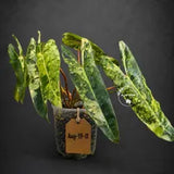Variegated Philodendron Billietiae Plant - Large Leaf Philodendron - (Aug-19-11)