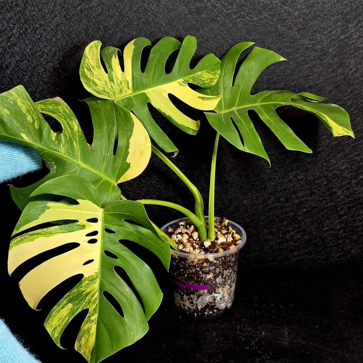 Monstera Aurea Variegated Borsigiana Live plant - Monstera Marmota Large Form - EXACT Same Plant - US Seller
