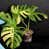 Monstera Aurea Variegated Borsigiana Live plant - Monstera Marmota Large Form - EXACT Same Plant - US Seller