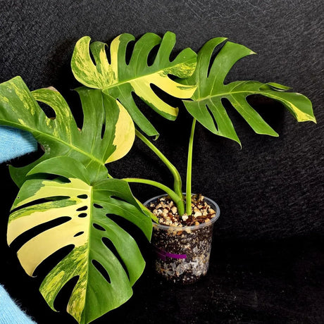 Monstera Aurea Variegated Borsigiana Live plant - Monstera Marmota Large Form - EXACT Same Plant - US Seller