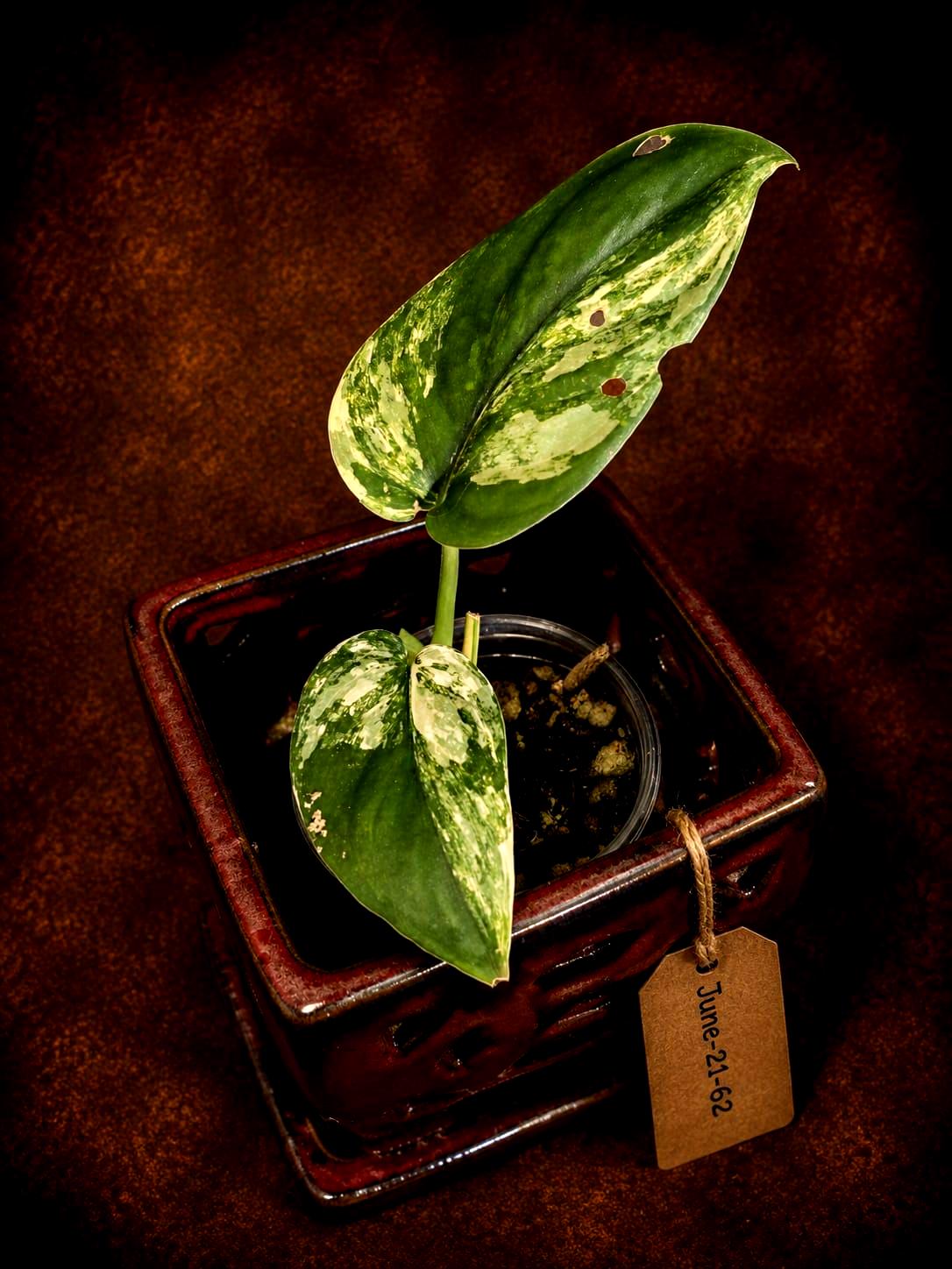 Scindapsus Jade Satin Variegated - Yellow Variegation - (June-21-62)