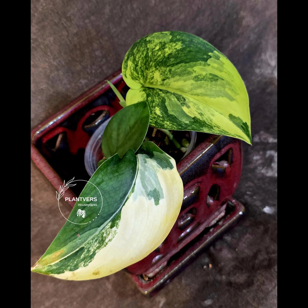 Scindapsus Jade Satin Variegated - Rare Tropical Plant - EXACT Plant - (June-09-24)