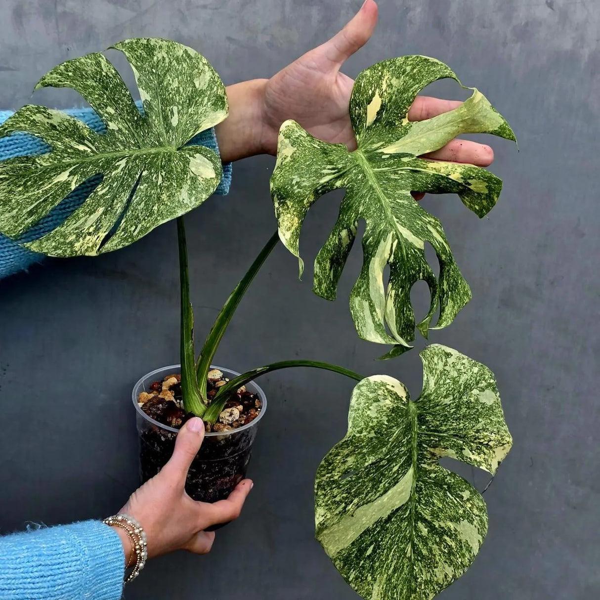 Variegated Monstera Legacy - Super Rare Monstera Indoor Plant - Collector's Aroid - EXACT Plant - US Seller