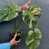 Variegated Monstera Legacy - Super Rare Monstera Indoor Plant - Collector's Aroid - EXACT Plant - US Seller