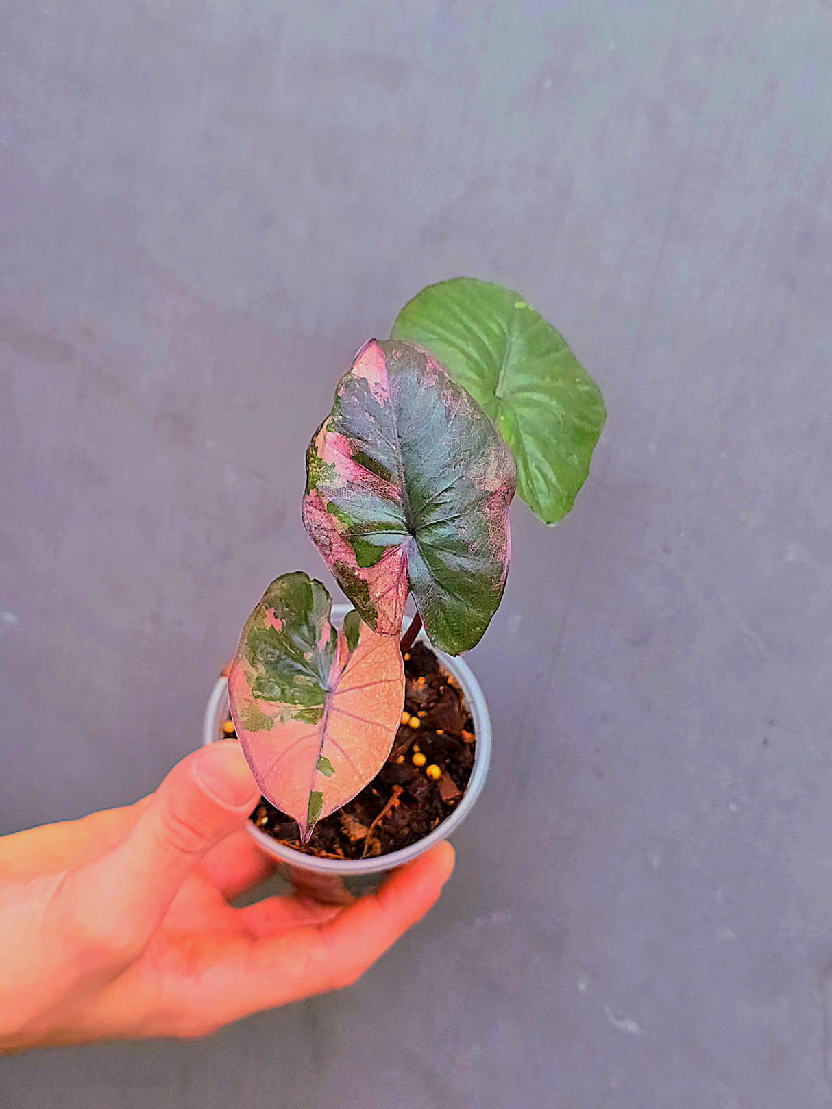Alocasia Serendipity Pink Variegated - Super Rare Pink Variegated Alocasia (June-17-16)