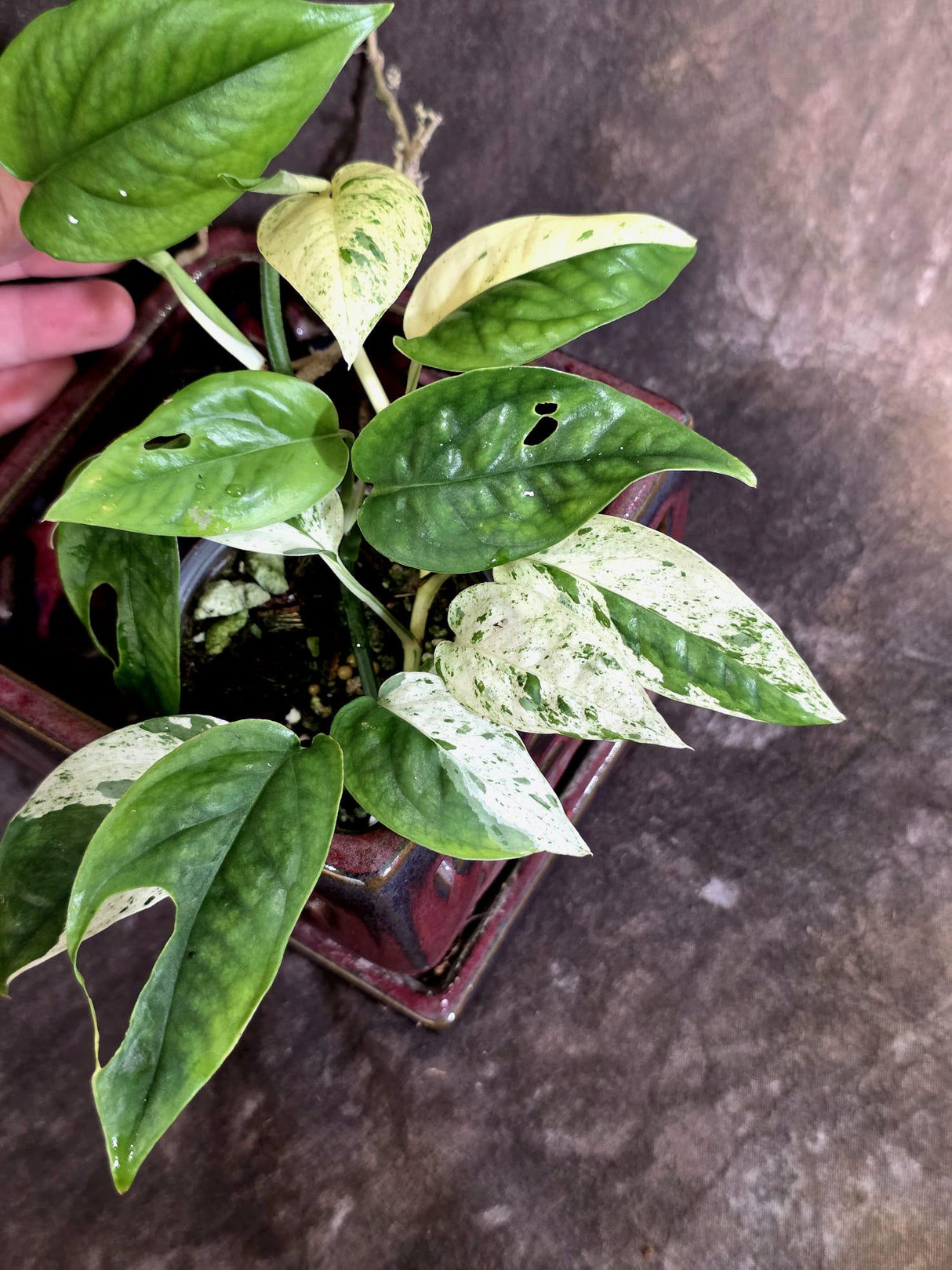 Epipremnum Pinnatum Albo Variegated - Climbing Aroid - (June-25-26)
