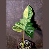 Variegated Philodendron Florida Beauty x Mayoi - (June-5-71)