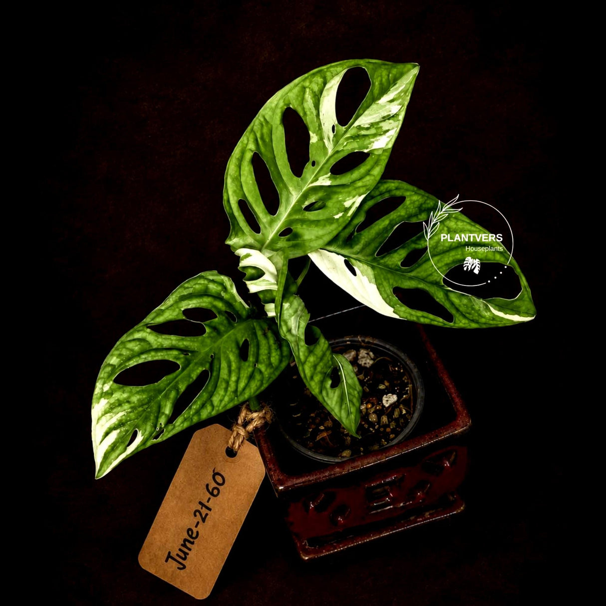 Variegated Monstera Adansonii Albo - Rare Exact Plant - (June-21-60)